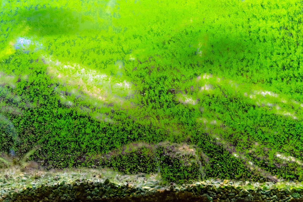 Green algae buildup on a fish tank