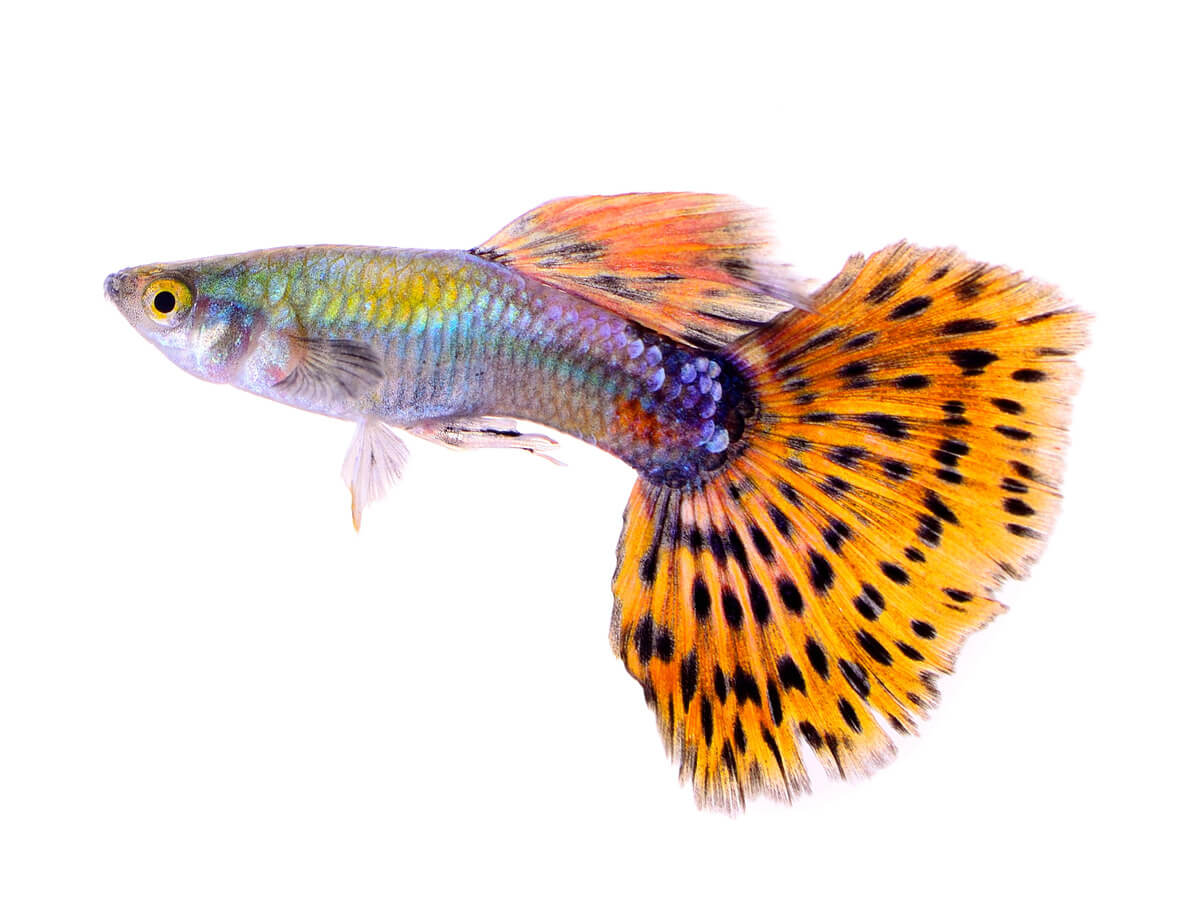 A colorful guppy fish