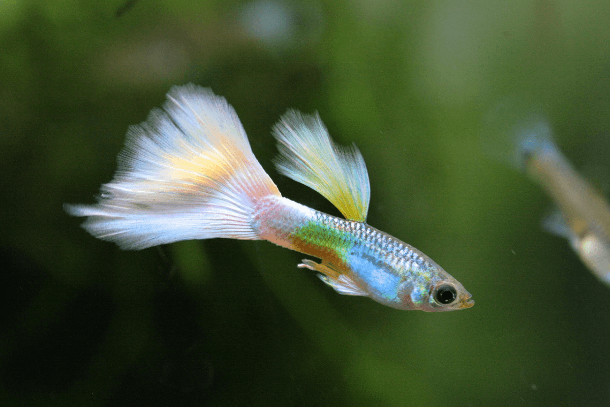 A guppy tropical fish