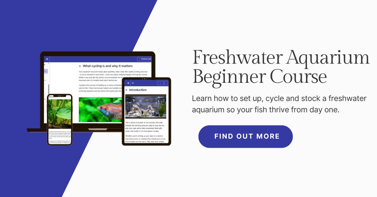 Freshwater Aquarium Beginner Course